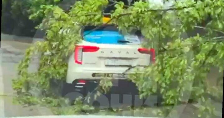 В Сочи дерево упало на проезжающий автомобиль