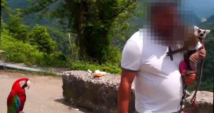 В Сочи изъяли целый зоопарк у фотографов-нарушителей