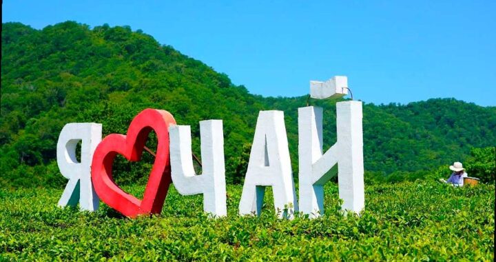 Более 80 тонн чая уже собрали в Сочи с начала года