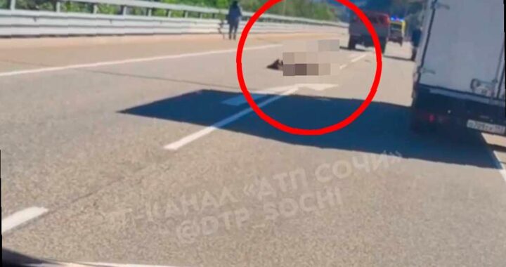 Водителю, сбившему медвежонка на трассе в Сочи, грозит штраф 60 тысяч рублей