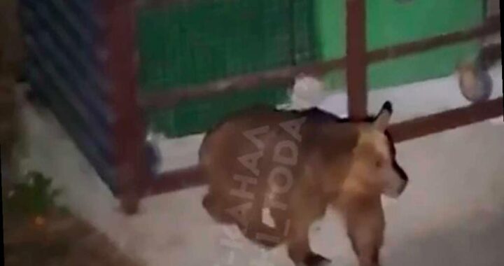 В Красной Поляне медведица напугала прохожих