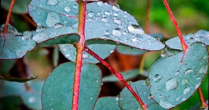 Дожди и грозы ожидаются в конце недели в Сочи