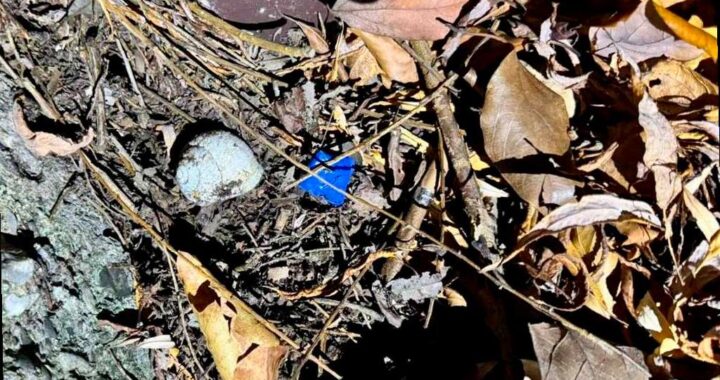 Сочинская полиция задержала наркокурьера из Ростова