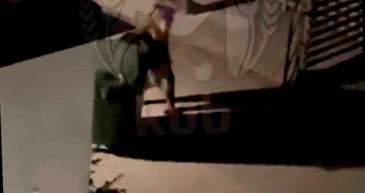 Медведь в Сочи «угнал» мусорный контейнер