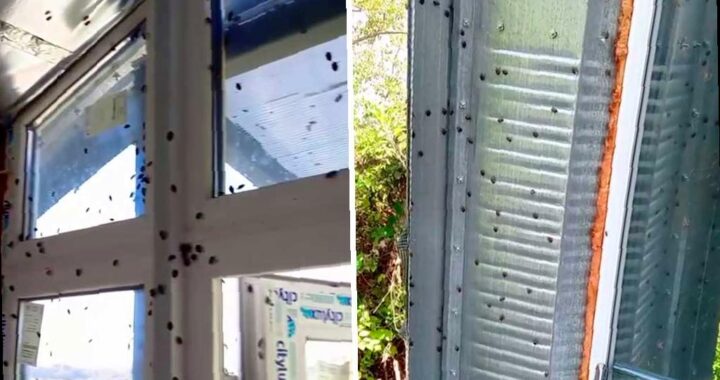 Мраморные клопы в Краснодарском крае: что делать?