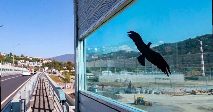 Дорожники в Сочи защищают птиц с помощью наклеек