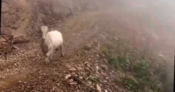 Дикая корова встретила туристов на горном курорте в Сочи