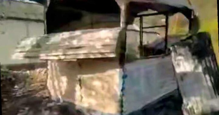 В Сочи неизвестные жестоко убили двух собак