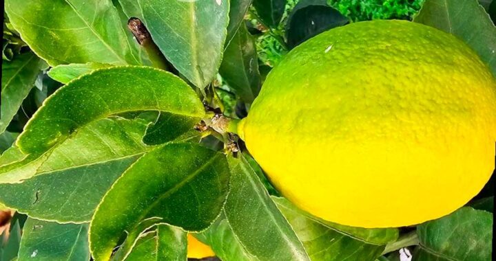 В Сочи возникла крупная проблема с средиземноморской плодовой мухой, которая является опасным вредителем для многих плодовых и овощных культур. Подробности об этом сообщает ТАСС, ссылаясь на Субтропический научный центр РАН.