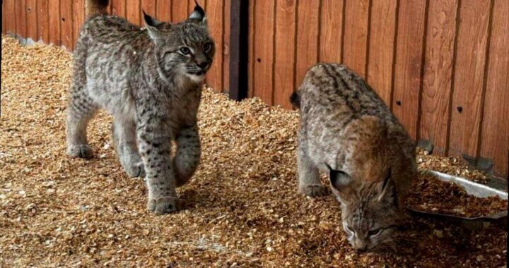 В вольерном комплексе «Лаура» Кавказского заповедника теперь живут два молодых рыся. Эти маленькие обитатели уже несколько месяцев адаптируются к новому месту и покорили сердца сотрудников.