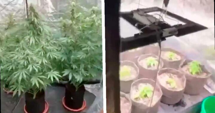 В Сочи приезжий выращивал коноплю в арендованной квартире