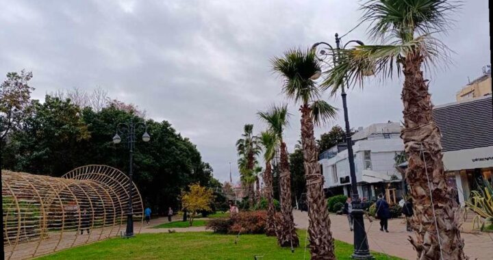 В Сочи заботятся о пальмах и экзотических растениях перед зимой