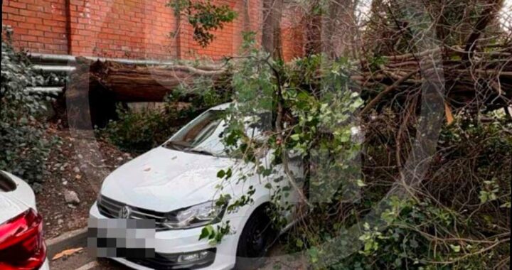 В Сочи кипарис упал на автомобиль