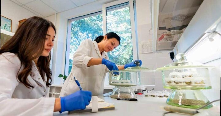 Ученые создали новые морозостойкие генотипы чая в Сочи