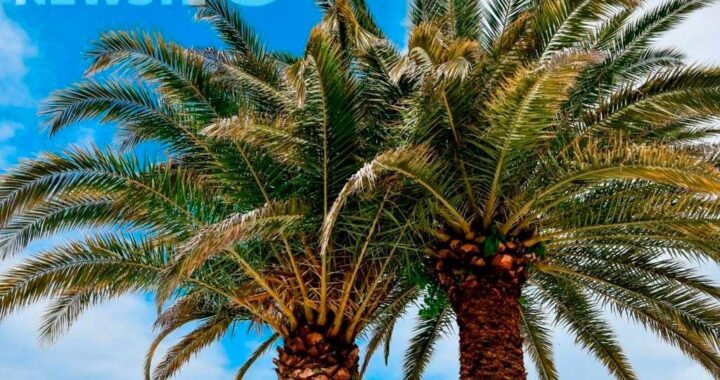 Предложение о создании федеральной комиссии по защите пальм в Сочи обсуждается в России