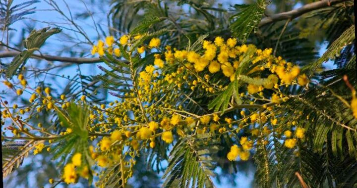 В парке «Дендрарий» в Сочи в эти дни расцветает мимоза, или, как ее еще называют, акация серебристая. На территории парка можно увидеть более 50 деревьев этого весеннего растения, в том числе аллею акаций в Австралийском отделе.