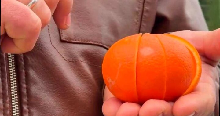 В Абхазии появился новый сорт цитрусовых — миннеола