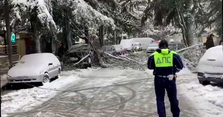В Лазаревском районе Сочи упало дерево из-за снегопада