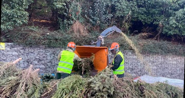 Сочинцы могут сдать новогодние елки в переработку
