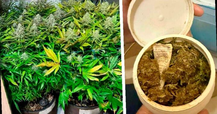 Житель Сочи выращивал коноплю в своей квартире