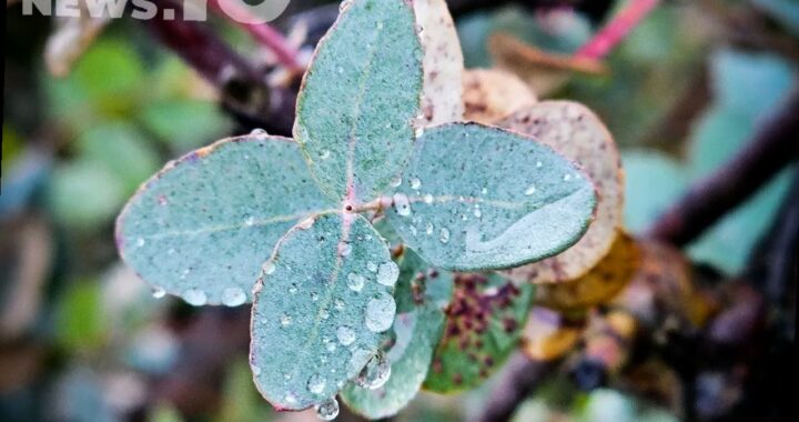 В Сочи ожидается прохладная и дождливая неделя
