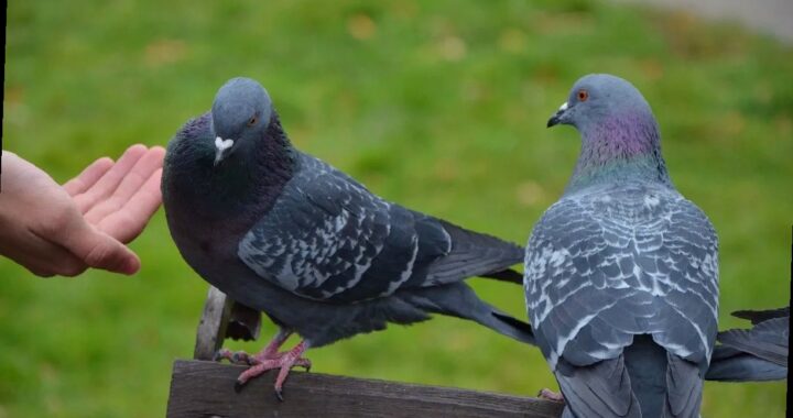 В России могут штрафовать за кормление голубей: в чем причина и когда