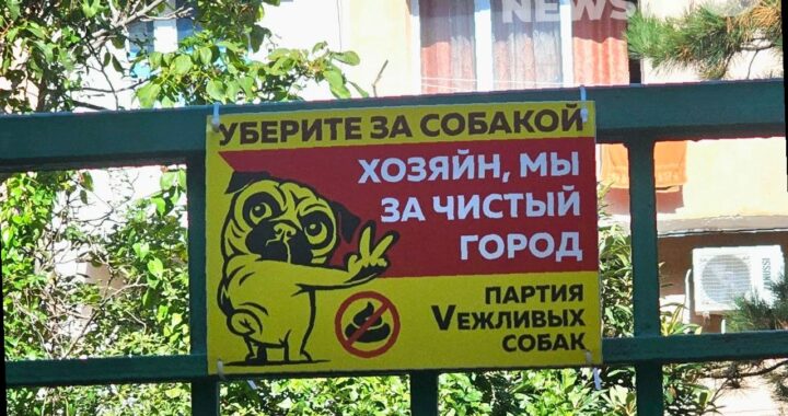 В России вводят новые стандарты для выгула собак