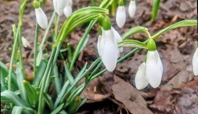 В Сочи за сбор первоцветов могут оштрафовать на сумму до миллиона рубл
