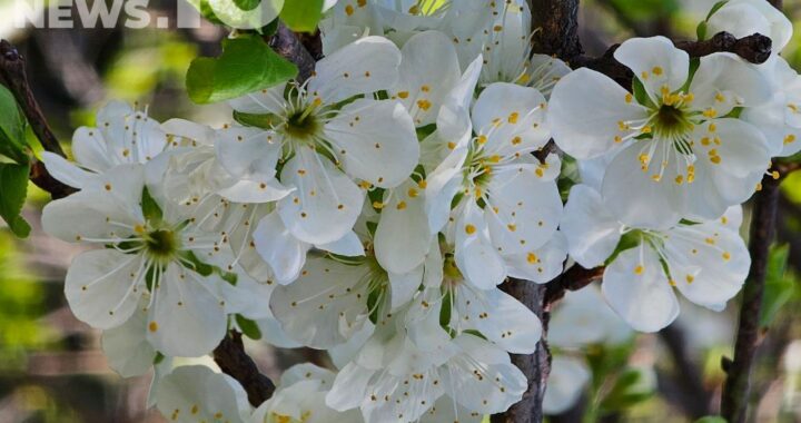 Солнце или дожди: какая погода будет в Сочи на этой неделе