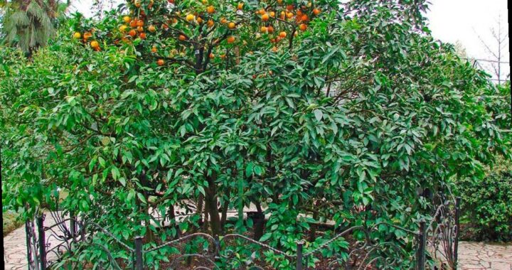 В Сочи планируют отремонтировать павильон ботанического сада «Дерево Д