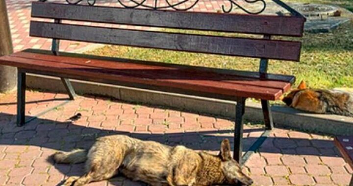 В Сочи с 16 по 22 марта пройдет массовый отлов бездомных собак