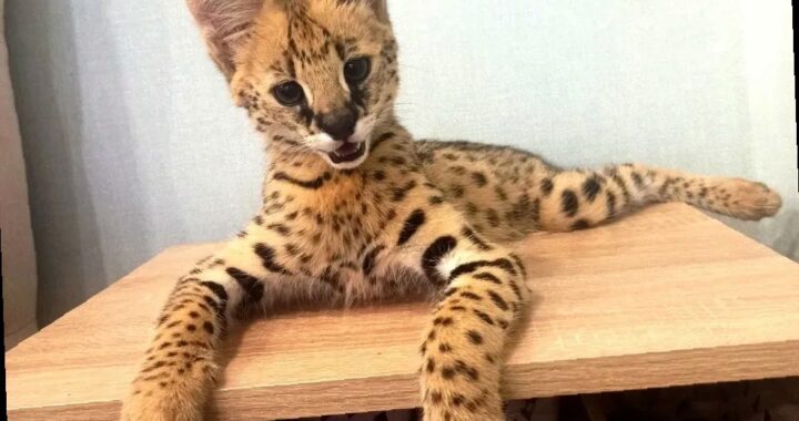 Попытка контрабанды: в Сочи пресекли вывоз редкого сервала с поддельны